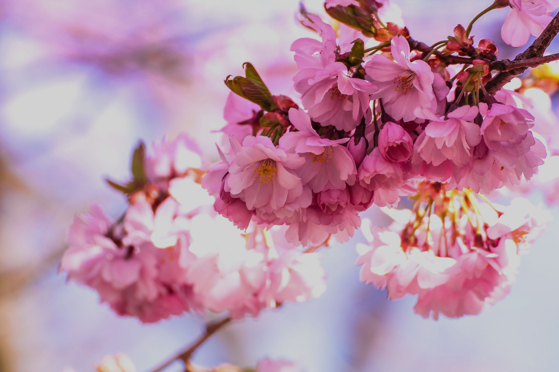 blumen-ritter-florales-02