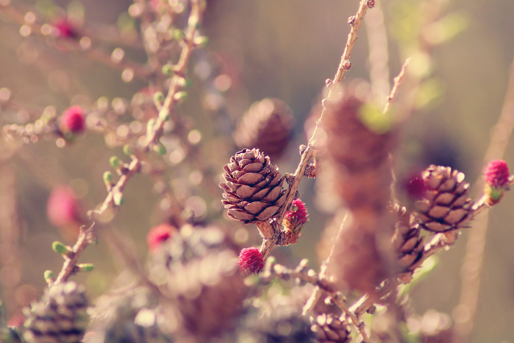 blumen-ritter-noerdlingen-floristik-herbst-headerbild-002