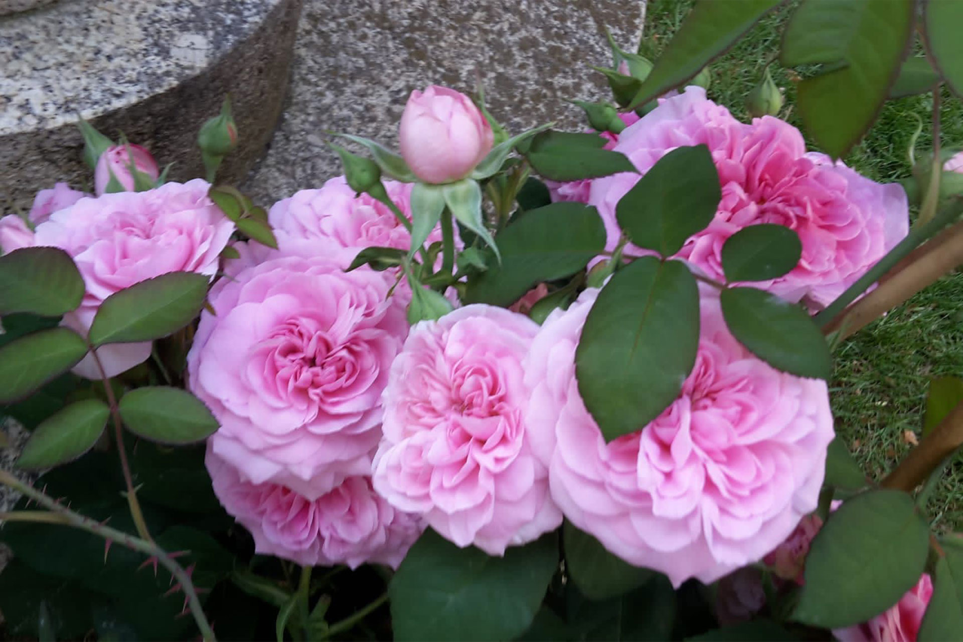 blumen-ritter-florales-header-sommer-002